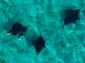 21530_11_MantaRays_original_792x506.jpg
