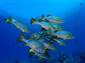 Fish Sweetlips_792x594.jpg