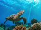 Turtle 1_792x525.png
