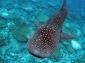 Whale Shark_792x528.jpg