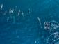 21531_11_Dolphins_original_792x527.jpg